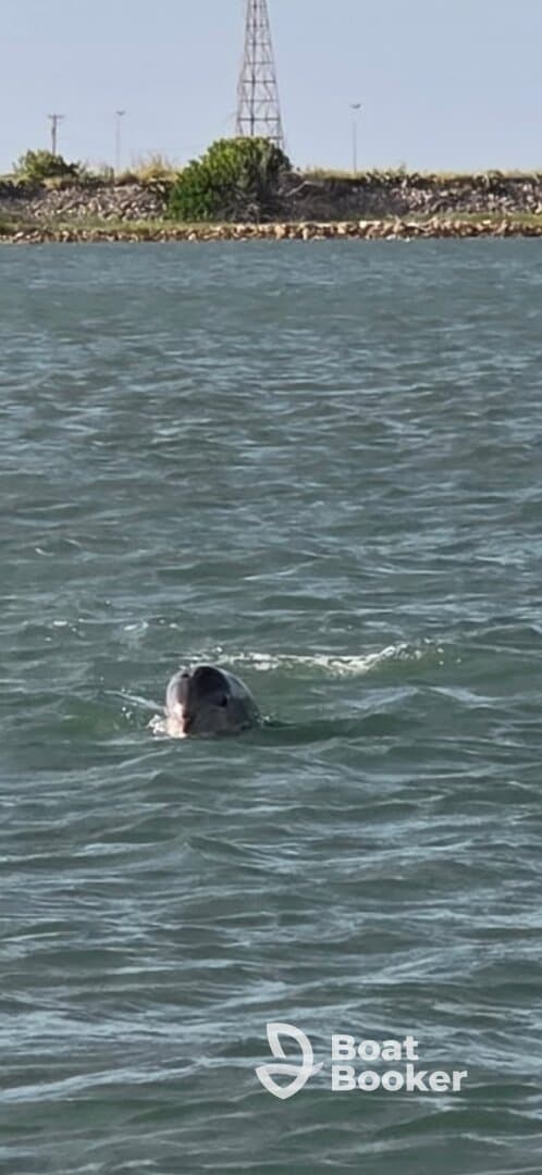A dolphin swims gracefully in the water, showcasing the beauty of marine wildlife — a perfect moment for nature lovers and wildlife enthusiasts.