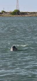 A dolphin swims gracefully in the water, showcasing the beauty of marine wildlife — a perfect moment for nature lovers and wildlife enthusiasts.