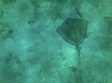 A graceful stingray glides over the sandy ocean floor, showcasing the beauty of underwater wildlife encounters.