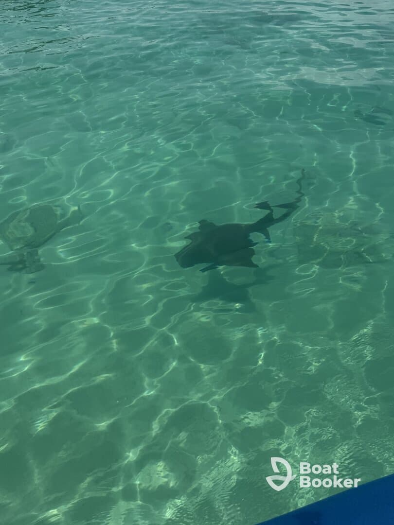 A serene underwater view showcasing stingrays gliding through crystal-clear waters, perfect for marine wildlife enthusiasts.