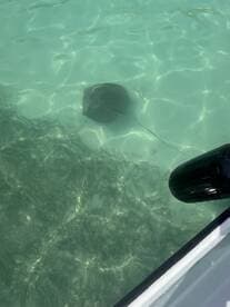 A serene underwater view of a stingray gliding through clear waters, showcasing the beauty of marine wildlife in its natural habitat.