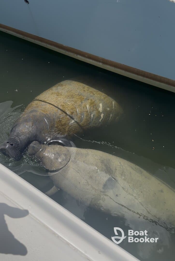 Two manatees swim gracefully beneath the surface, showcasing the beauty of these gentle giants in their natural habitat.