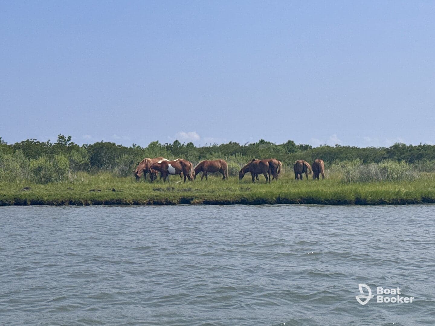 A group of wild horses grazes peacefully along the shoreline, showcasing the natural beauty of the landscape.