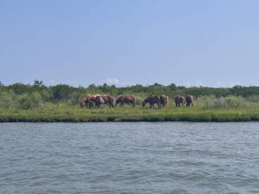A group of wild horses grazes peacefully along the shoreline, showcasing the natural beauty of the landscape.