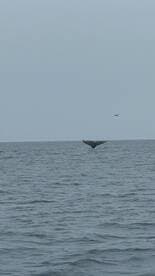 A stunning view of a whale's tail emerging from the ocean, showcasing the beauty of marine wildlife in its natural habitat.