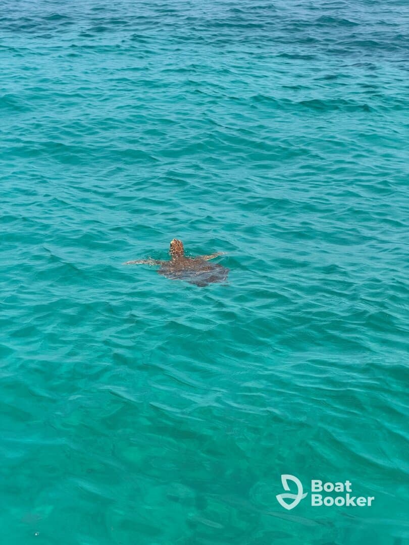 A serene view of a turtle swimming in crystal-clear turquoise waters, showcasing the beauty of marine wildlife in its natural habitat.