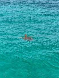 A serene view of a turtle swimming in crystal-clear turquoise waters, showcasing the beauty of marine wildlife in its natural habitat.