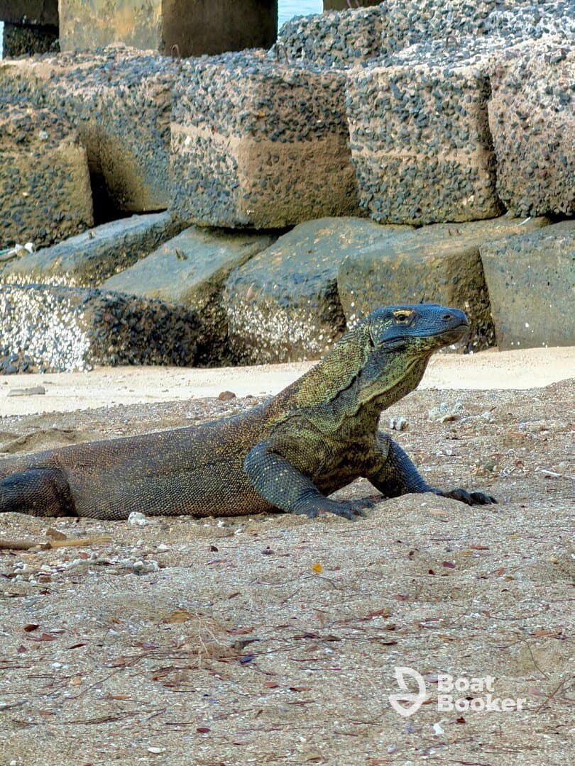A close-up view of a Komodo dragon resting on the sandy shore, showcasing the unique features of this fascinating reptile native to Indonesia.