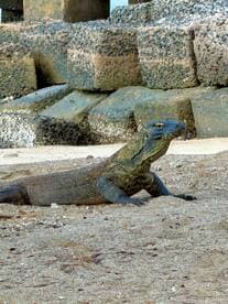 A close-up view of a Komodo dragon resting on the sandy shore, showcasing the unique features of this fascinating reptile native to Indonesia.