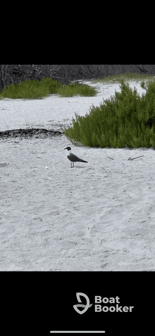 A solitary bird stands on the sandy shore, surrounded by lush greenery — a serene moment in nature.
