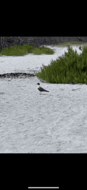 A solitary bird stands on the sandy shore, surrounded by lush greenery — a serene moment in nature.