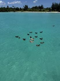 A serene scene featuring a group of ducks swimming in crystal-clear turquoise waters, perfect for nature lovers and wildlife enthusiasts.