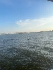 A dolphin is spotted swimming in the water, showcasing the beauty of marine wildlife in a serene coastal setting.