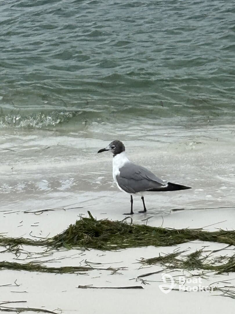A close-up of a seagull standing on the beach, surrounded by seaweed and gentle waves — a serene moment in nature.