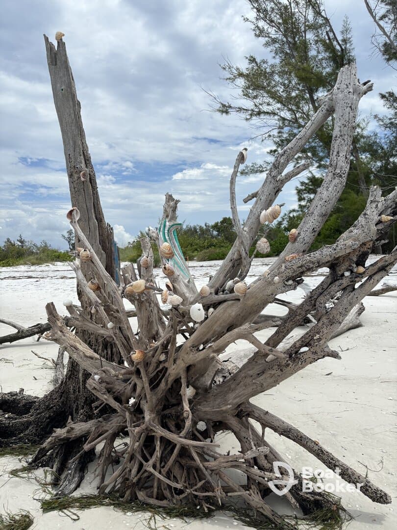 A close-up of driftwood adorned with seashells on a sandy beach, showcasing the natural beauty of coastal landscapes.