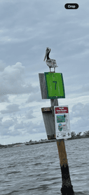 A pelican perches atop a navigation marker in a serene waterway, showcasing the natural beauty of coastal wildlife.