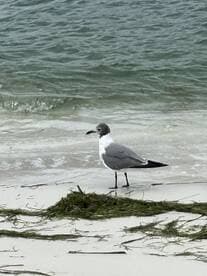 A close-up of a seagull standing on the beach, surrounded by seaweed and gentle waves — a serene moment in nature.