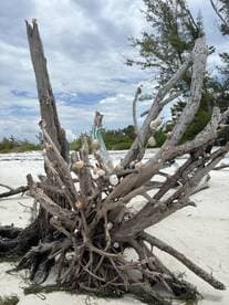 A close-up of driftwood adorned with seashells on a sandy beach, showcasing the natural beauty of coastal landscapes.