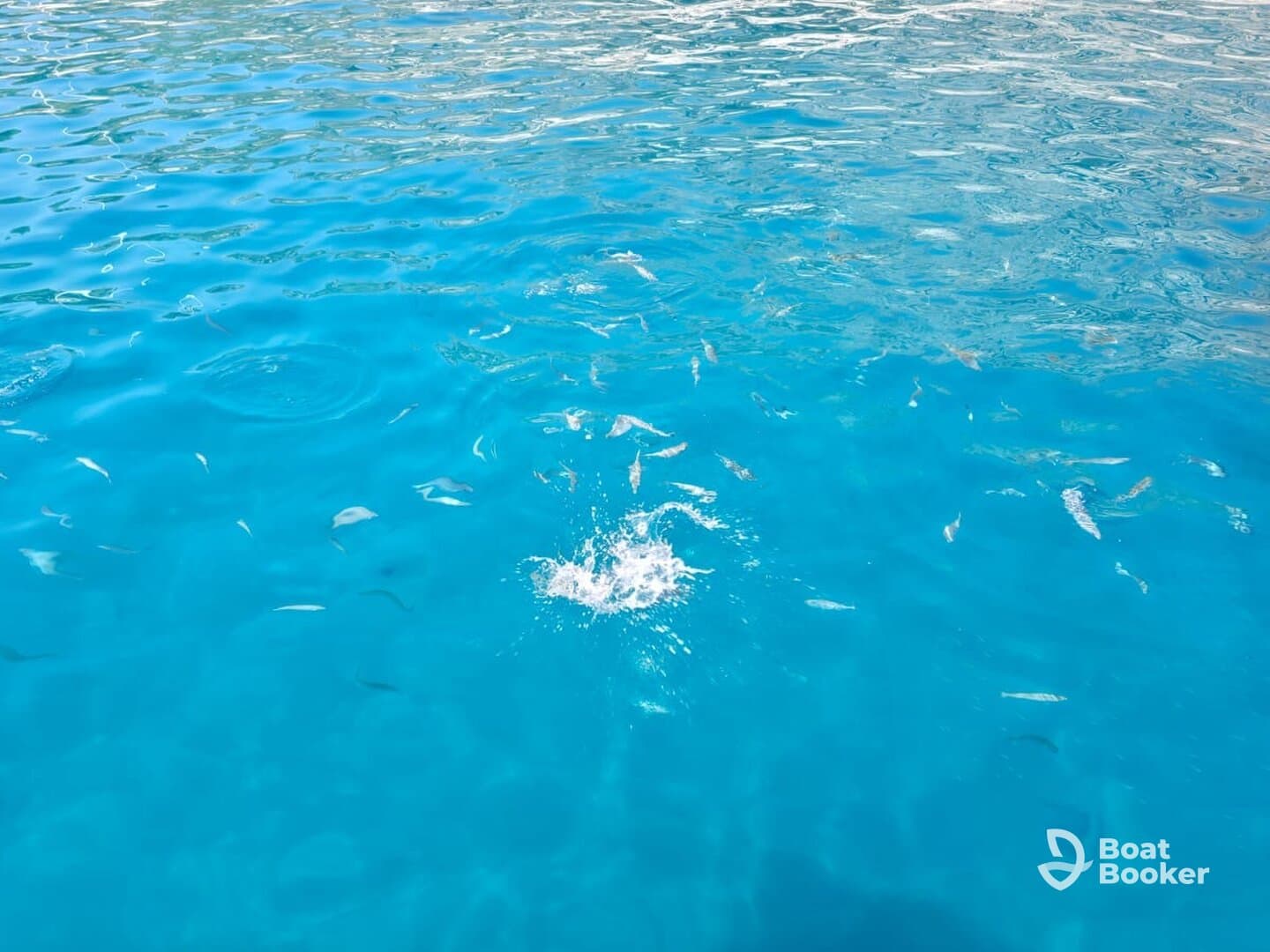 A vibrant underwater scene showcasing fish swimming in crystal-clear turquoise waters, perfect for snorkeling enthusiasts and marine life lovers.