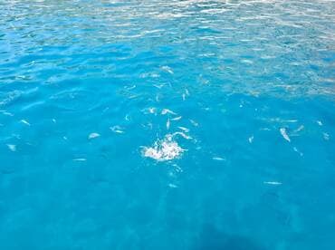 A vibrant underwater scene showcasing fish swimming in crystal-clear turquoise waters, perfect for snorkeling enthusiasts and marine life lovers.