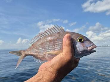 A close-up of a freshly caught fish held above the water, showcasing the vibrant colors and details of the catch — a rewarding moment for fishing enthusiasts.
