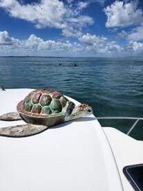 A decorative turtle sculpture rests on the bow of a boat, set against a stunning backdrop of blue skies and water — a charming detail for marine enthusiasts.