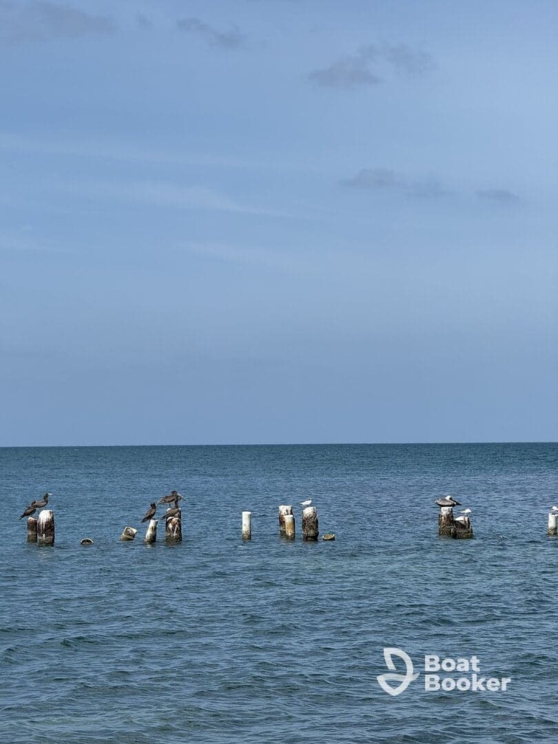 A serene view of pelicans and seagulls perched on weathered pilings in calm waters, showcasing the beauty of marine wildlife.
