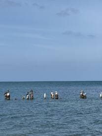 A serene view of pelicans and seagulls perched on weathered pilings in calm waters, showcasing the beauty of marine wildlife.