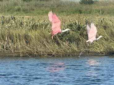 Two pink birds take flight over the water, showcasing the beauty of wildlife in their natural habitat.