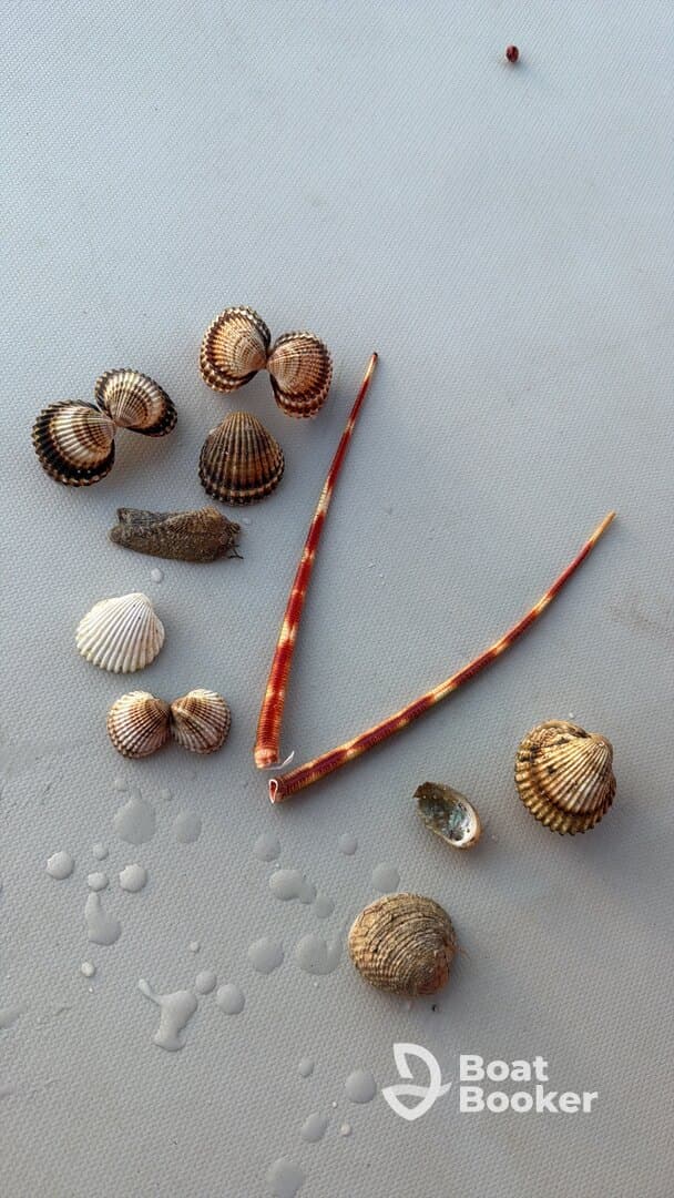 A collection of beautiful seashells displayed on a surface, perfect for beachcombing enthusiasts and marine life lovers.