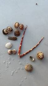 A collection of beautiful seashells displayed on a surface, perfect for beachcombing enthusiasts and marine life lovers.