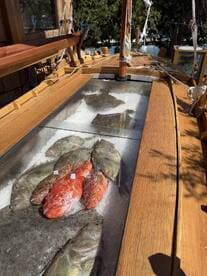 A display of freshly caught fish on ice in a boat's cooler, showcasing the day's catch — perfect for seafood lovers and fishing enthusiasts.