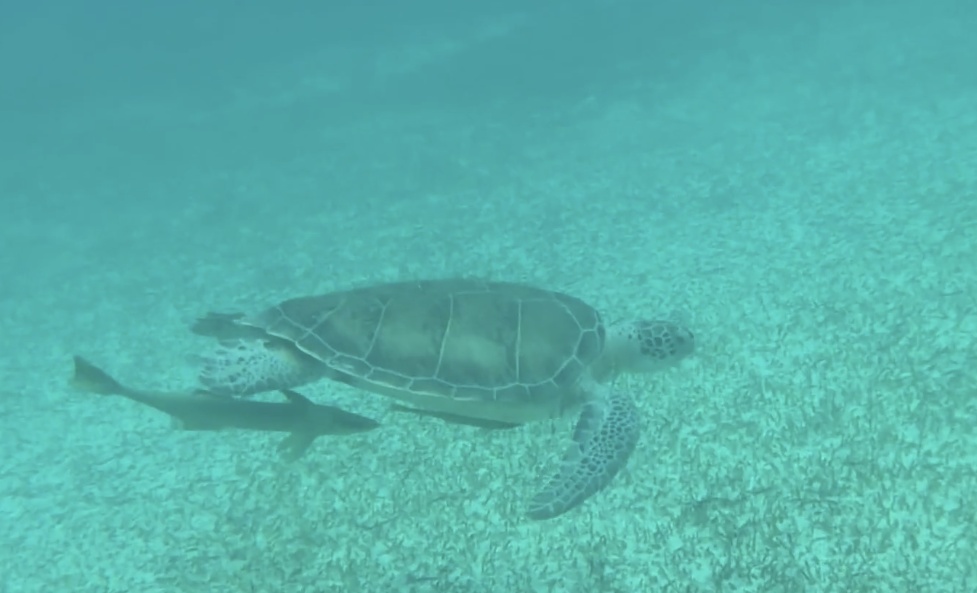Unforgettable Bahamas experience