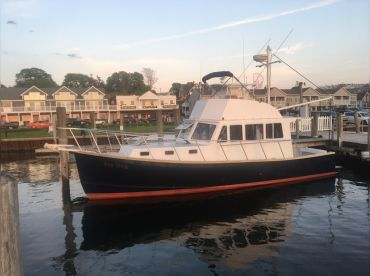 Sea Dog Cruising