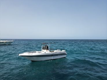 White Shark Tenerife