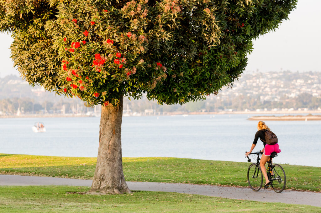 A Female Bicyclist Riding By A Tree In Mission Bay