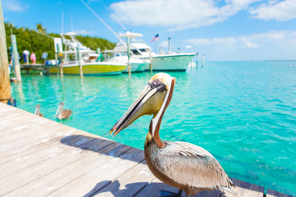 Big Brown Pelicans In the FL Keys