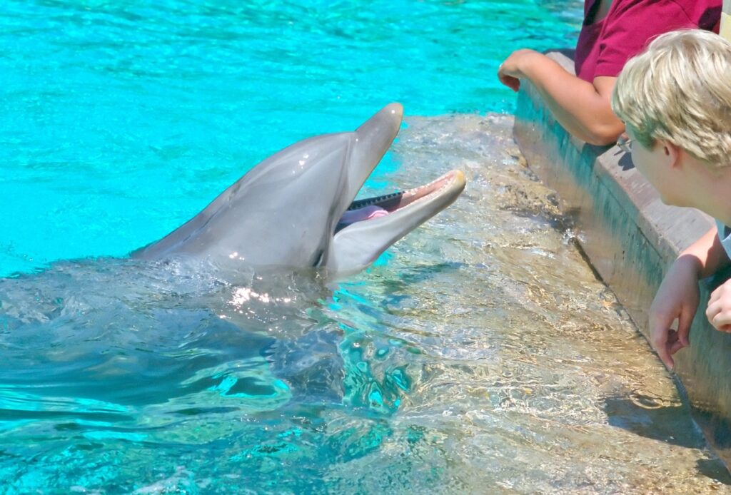 An image of a dolphin approaching tourists at San Diego Seaworld