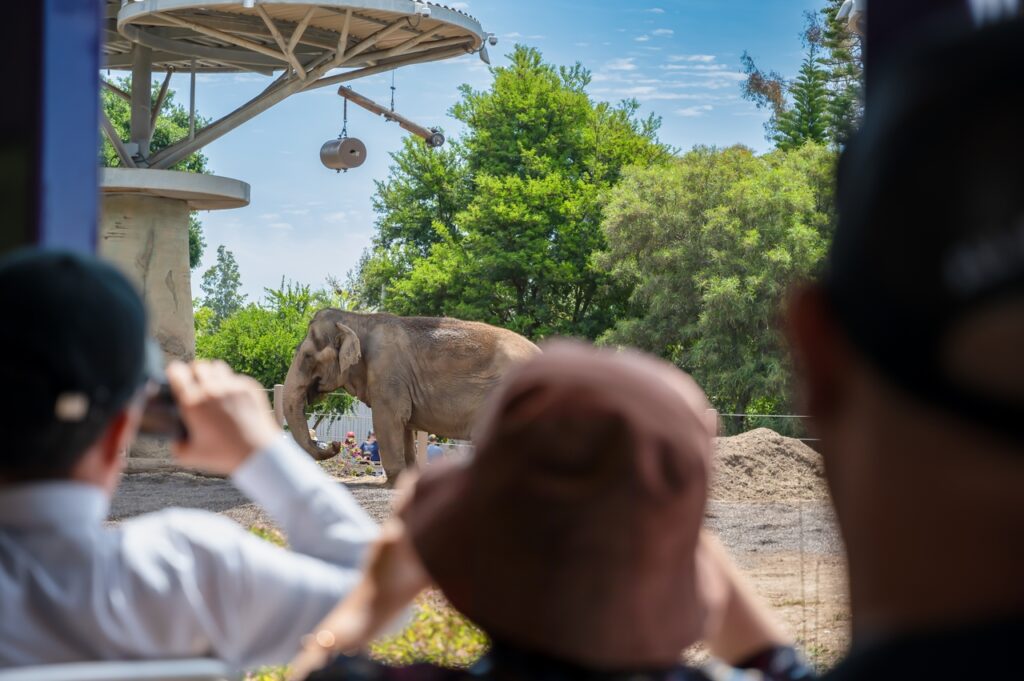 Tourists At The San Diego Zoo Taking Photographs Elephants In