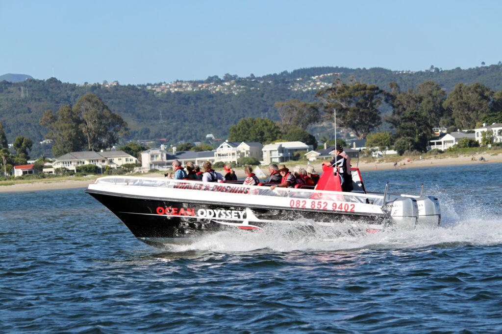 People on a boat for whale watching and dolphin watching, with the boat speeding along on the water with hills in the background.