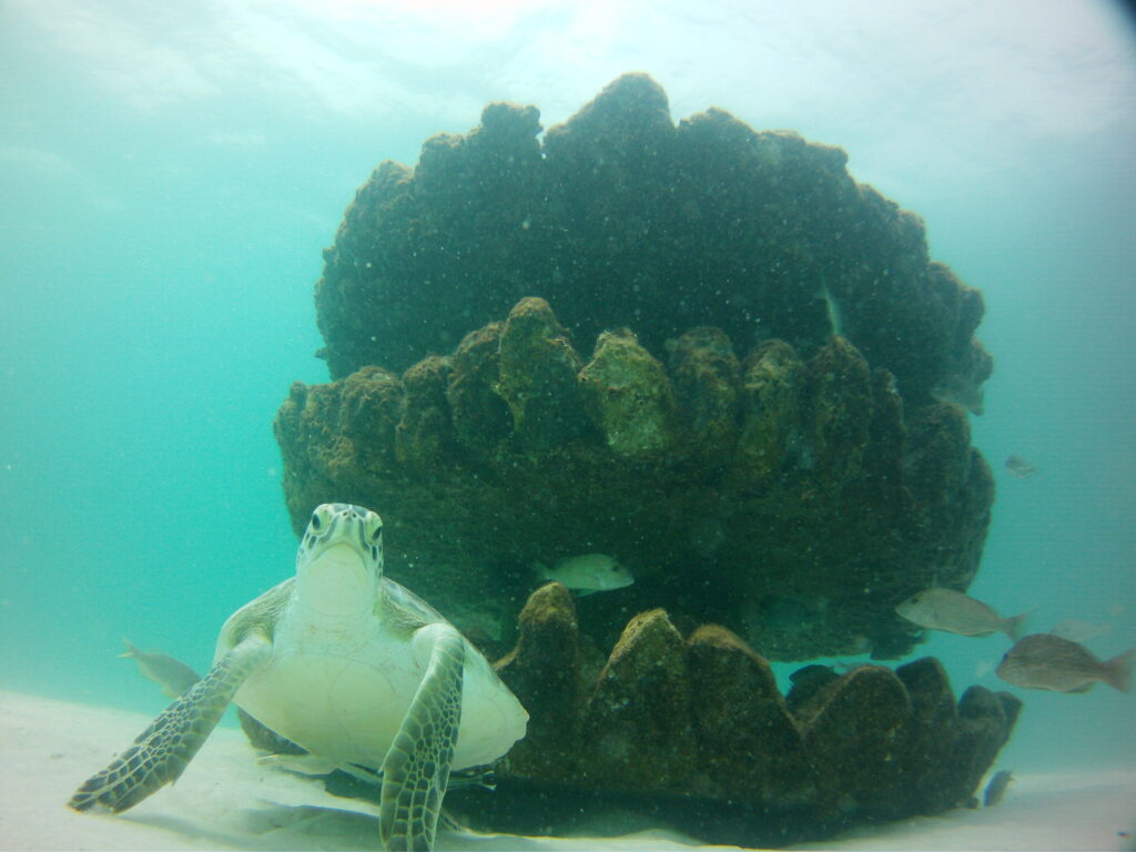 A sea turtle's resting on the sandy ocean floor before a large coral formation, with several Fish swimming nearby in clear blue water.