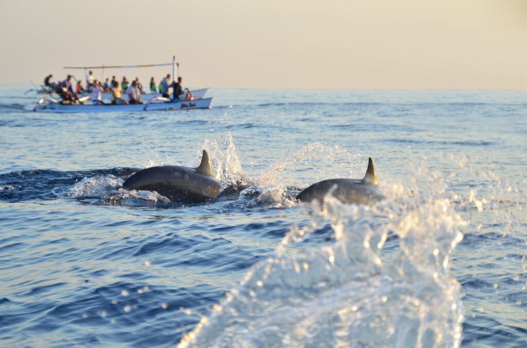 A group of Dolphins are swimming near in one of the best US coastal cities for dolphin watching, while a boat with people on it watches them in the background. 